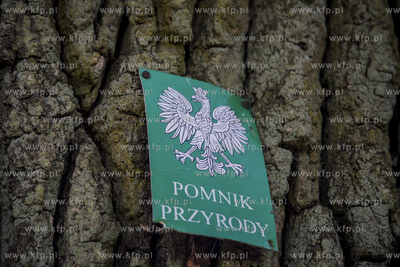 Gdańsk, Park Oruński. Tabliczka pomnik przyrody na...