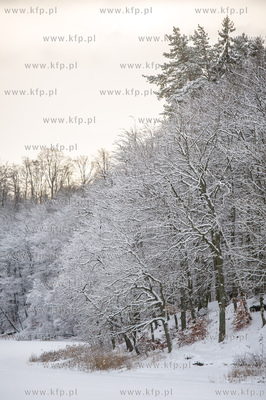 Sniezny zimowy dzien nad jeziorem Otominskim.
21.01.2016
fot....