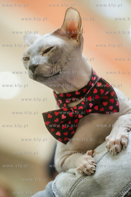 Gdansk. Wrzeszcz. Dzien Kota w CH Galeria Baltycka.
21.02.2016
fot....