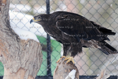 Zima w Miejskim Ogrodzie zoologicznym Wybrzeza w Gdansku...