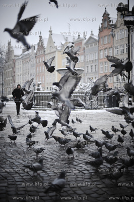 Pierwszy powazny snieg na ulicach Gdanska. Stado golebi...