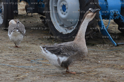 W Debogorzu Wybudowaniu (gmina Kosakowo), tuz przy...
