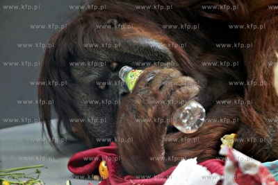 Gdanskie Zoo. 40 urodziny orangutanow Rai i Alberta.
26.03.2013
fot....