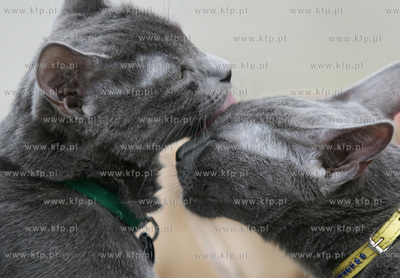 Wystawa kotow rasowych w Sopocie. Nz kot syberyjski.
23.07.2005
fot....