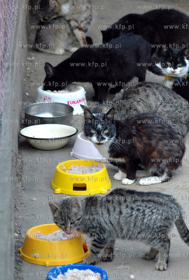 Schronisko dla  zwierzat na gdanskiej Oruni.
13.04.2005
fot....