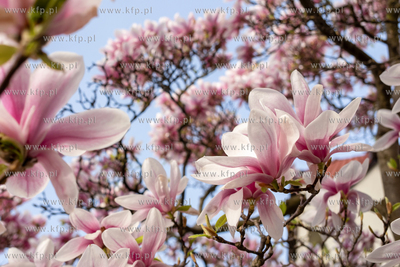Gdańsk, Kwitnąca magnolia. 08.04.2024 / fot. Anna...