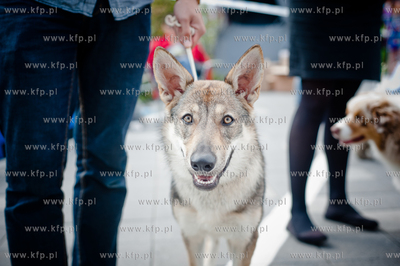 Gdansk. Teren przed stadionem PGE Arena. Miedzynarodowa...