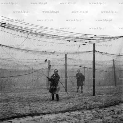 Naprawa sieci rybackiej na przystani w Sopocie. 14.10.1968...