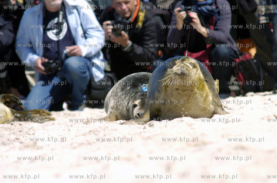 Siedem fok szarych zostalo wypuszczonych do Baltyku...