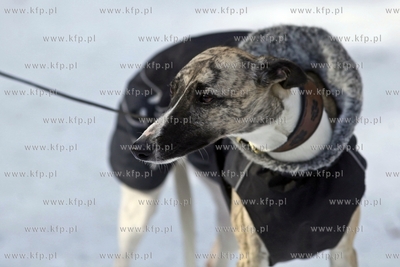 Sopot. Borodziej. Zawody dogtrekkingu - inauguracja...