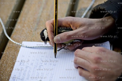 Oliwskie zoo. Obrączkowanie ptaków. Nz. sikorka.
03.01.2016
fot....