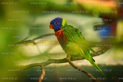 Nowi ptasi lokatorzy oliwskiego zoo. Nz. Lorysy Niebieskobrzuche.
21.12.2023
fot....