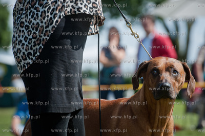Sopot. Hipodrom. XX Miedzynarodowa Wystawa Psow Rasowych.
12.08.2012
fot....