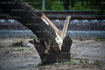Gdynia Kolibki. Drzewa polamane przez burze.
19.05.2013
fot....