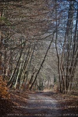 Gdansk. Oliwa, Trojmiejski Park Krajobrazowy. Sciezka...