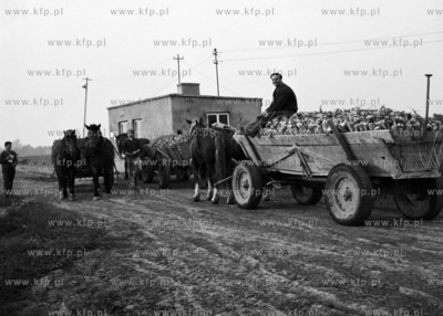 Zbiór buraków cukrowych na Żuławach.
09.1971
wrzesien1971_z.kosycarz_p45
Fot....