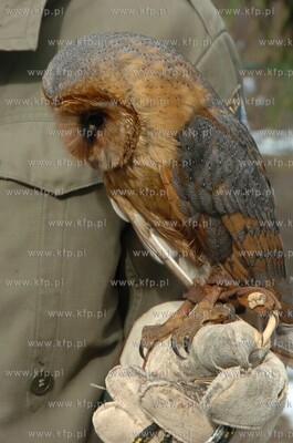 Technikum Lesne w Warcinie woj. pomorskie. Ptaszarnia,...