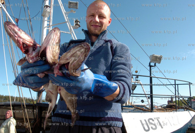 Ustka port, rozladunek zlowinych ryb z kutra Ust-122....