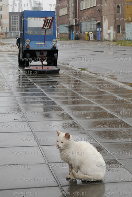 Koci problem w Stoczni Gdynia. Po zamknieciu produkcji...
