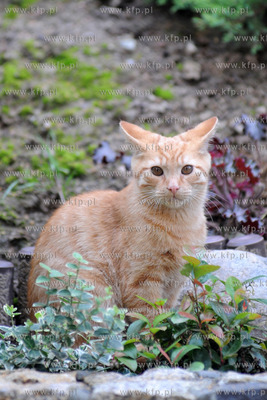 Kot o imieniu Rudy 102 19.07 .2011 Fot. Andrzej J....