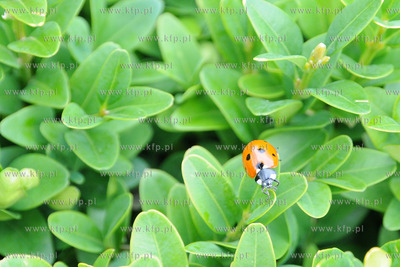 Tysiace biedronek pojawilo na plazy i okolicach Grand...