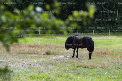 Dobrzewino. Koń na łące.11.07.2019 Fot. Anna Bobrowska...