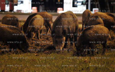 Stado dzikow zrylo noca pas zieleni na ul. Slowackiego...