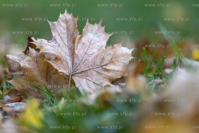 Jesień. 12.10.2022 fot. Paweł Marcinko / KFP