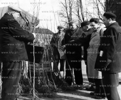 Sprzedaz drzewek na rynku w Kartuzach na Kaszubach....