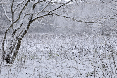 Zima w Koszalinie 29.11.2010. fot. Jaroslaw Ryfun /...