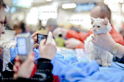 Swiatowy Dzien Kota w Galerii Baltyckiej. Obchodom...