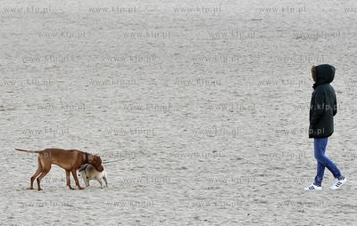 Plaza. Sopot. Okolice Molo. Psy na plazy. 27.02.2016...
