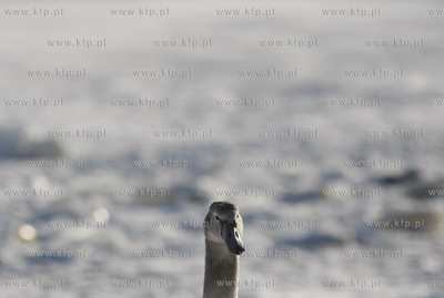 Kuznica. 14.01.2010 fot. Krzysztof Mystkowski / KFP