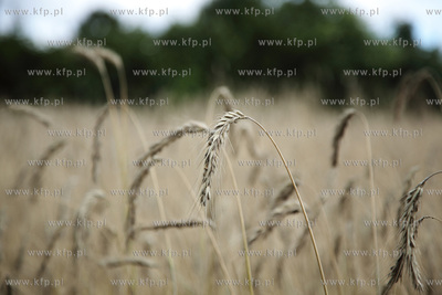 Pole pszenicy pod Mierzeszynem na Kaszubach.
08.08.2012
fot....