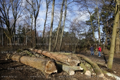 Wycinka drzew na terenie bylego Wojskowego Osrodka...