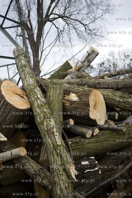 Wycinka drzew przy ul. Kochanowskiego w Gdańsku.
28.02.2017
fot....