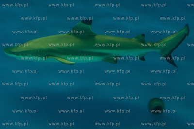 Akwarium Gdynskie. Tydzien Rekina oraz Dni Otwarte...