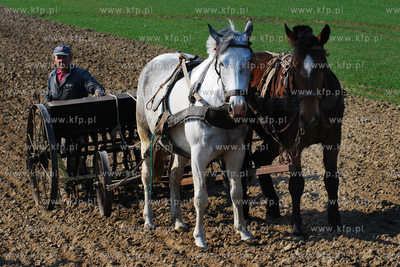 Wiczlino k/Gdyni. Edmund Meieronke obsiewa pole siewnikiem...