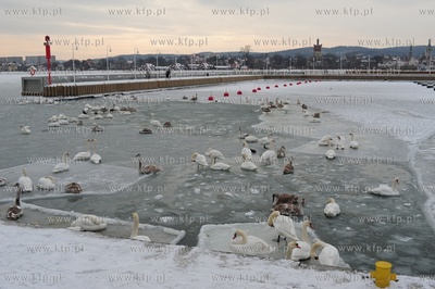 Sopot, molo. Zatoka Gdanska zamarzla ponad 1 km od...