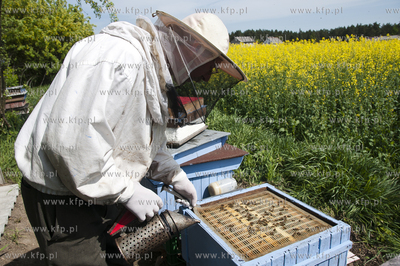 Pszczelarz pan Kazimierz Stosik podczas wiosennych...