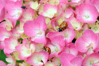 Tysiace biedronek pojawilo na plazy i okolicach Grand...