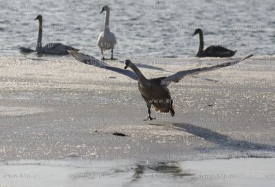 Kuznica. 14.01.2010 fot. Krzysztof Mystkowski / KFP
