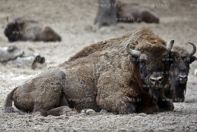 Gdansk. Oliwskie zoo. Nz zubry.
14.04.2013
fot. Krzysztof...