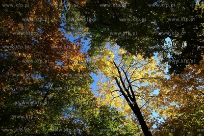 Sopot. Lisie Wzgorze.
14.10.2013
fot. Krzysztof Mystkowski...