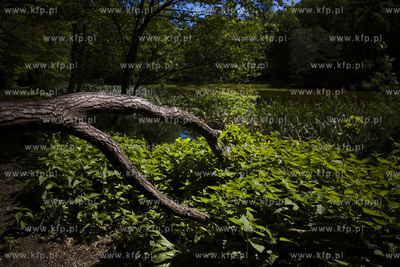 Sopot. Staw Nowowiejskiego, czyli tzw. Morskie Oko.
22.05.2017
fot....