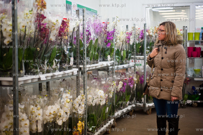 Gdansk. Giełda kwiatowa Dick Inter.
08.03.2013
fot....