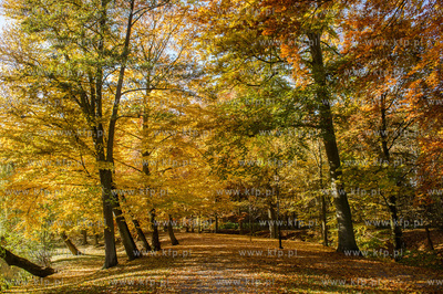 Gdansk. Jesienne, sloneczne przedpoludnie w Parku Orunskim.
27.10.2015
fot....