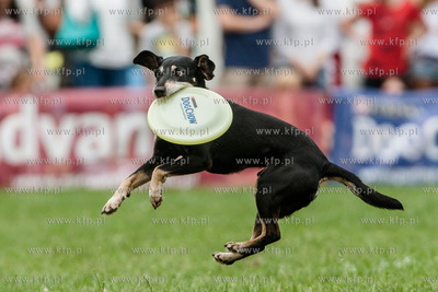 Sopot. Łazienki Połnocne. Zawody Latających Psów.
Nz...