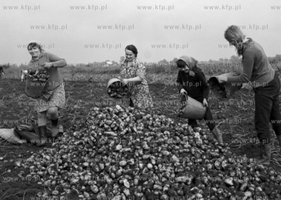 Wykopki w PGR Rozewo w powiecie nowodworskim.06.10.19700002634z_pazdziernik1970Fot....