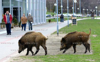 Dziki spacerujace beztrosko na Bulwarze Nadmorskim...
